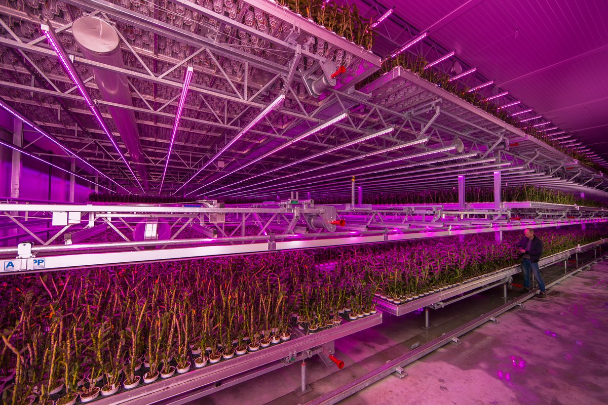DE HOOG ORCHIDS | Innovation and technology! You can find this chiller with three cultivation layers with LED lighting at De Hoog Orchids’ newest location.