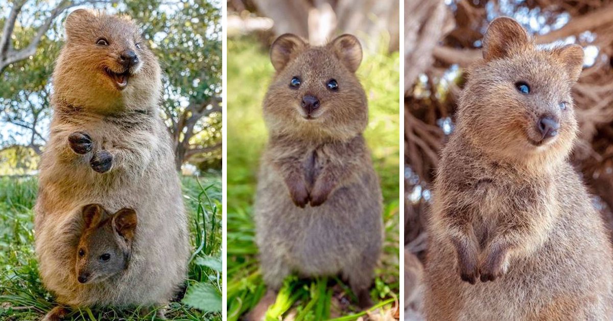 The quokka is a meme animal that lives on Bald Island on the SW coast of Australia, where it has no natural predators. If you visit this island, it will fearlessly walk up and try to hug you. Why am I telling you this? Because the eye of Sauron has fallen on the rationalists