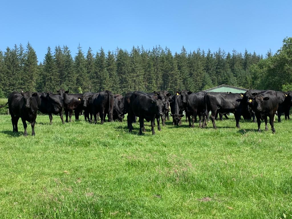 RobertAblade1's tweet photo. Quality @BladeFarming cattle out grazing in Powys this morning,
What a lovely sight, cattle  to be proud of. @BeefConnect https://t.co/V8hrXumn0R