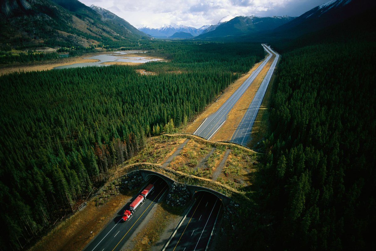 De highway wildlife crossings in Banff National Park (Canada) zijn misschien wel de beroemdste ter wereld... https://www.pc.gc.ca/en/pn-np/ab/banff/info/gestion-management/enviro/transport/tch-rtc/passages-crossings/faq/10