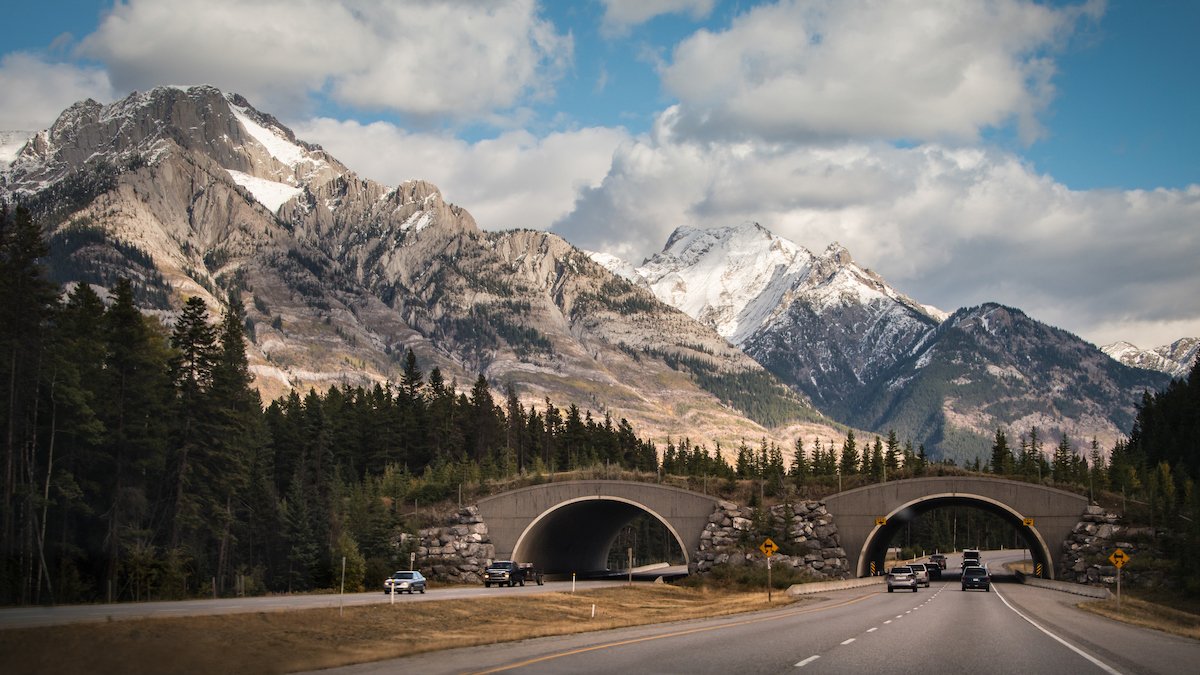 De highway wildlife crossings in Banff National Park (Canada) zijn misschien wel de beroemdste ter wereld... https://www.pc.gc.ca/en/pn-np/ab/banff/info/gestion-management/enviro/transport/tch-rtc/passages-crossings/faq/10