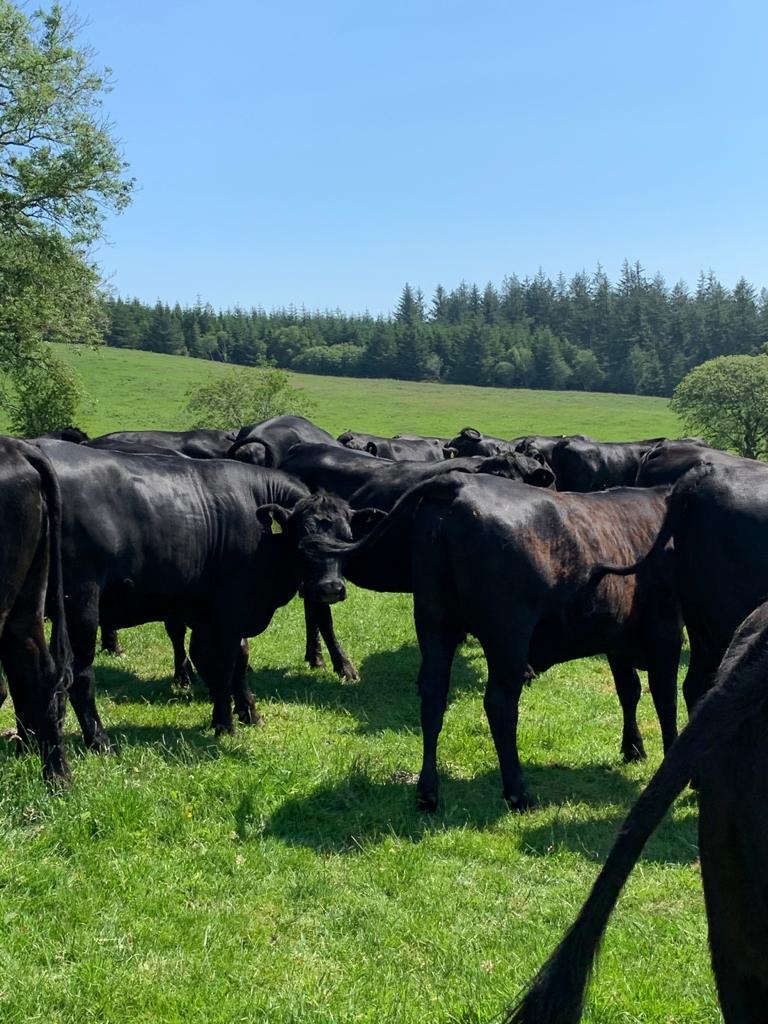 RobertAblade1's tweet photo. Quality @BladeFarming cattle out grazing in Powys this morning,
What a lovely sight, cattle  to be proud of. @BeefConnect https://t.co/V8hrXumn0R
