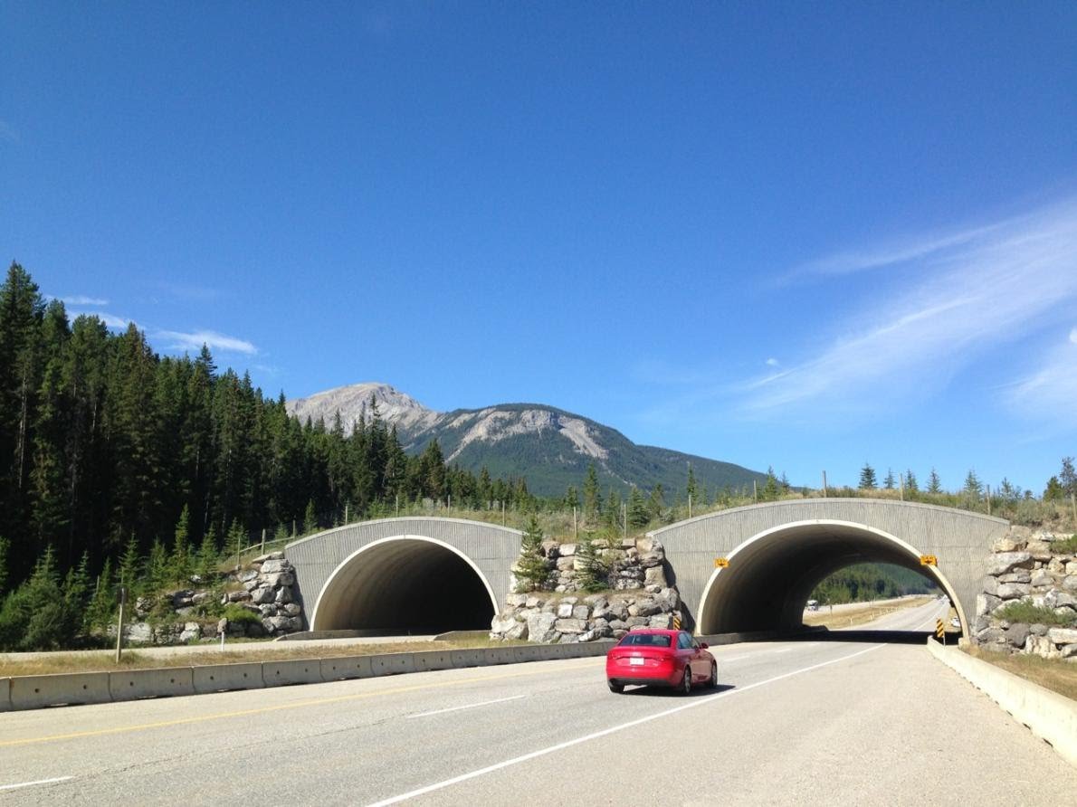 De highway wildlife crossings in Banff National Park (Canada) zijn misschien wel de beroemdste ter wereld... https://www.pc.gc.ca/en/pn-np/ab/banff/info/gestion-management/enviro/transport/tch-rtc/passages-crossings/faq/10