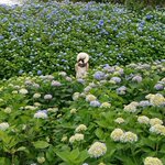 ツイートに含まれる画像