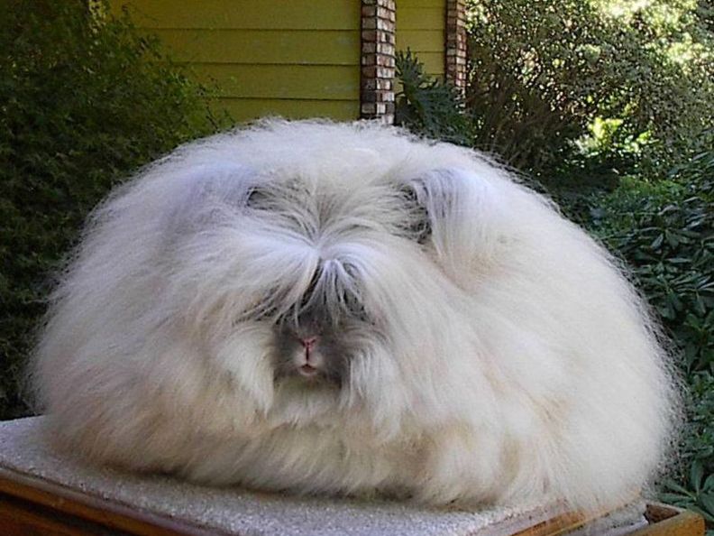 Angora rabbits