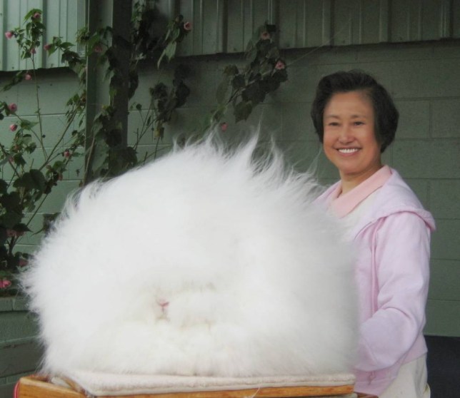 Angora rabbits