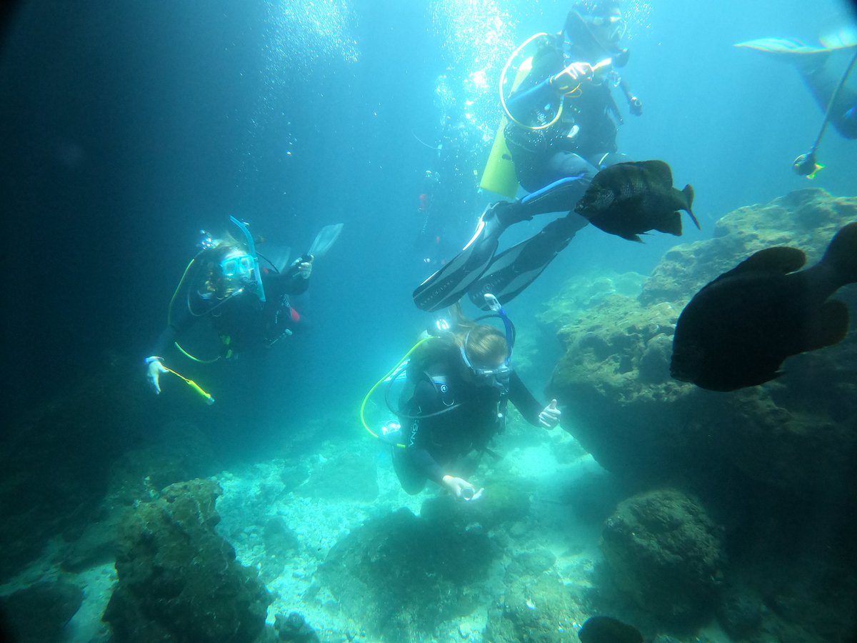 CSFmarine's tweet photo. Congrats to our four newly certified divers that completed their NAUI scuba certification at Blue Grotto & Devils Den over the past few days! #csfmarinestudies #scubadiving #newdivers https://t.co/CBl4a8On4l