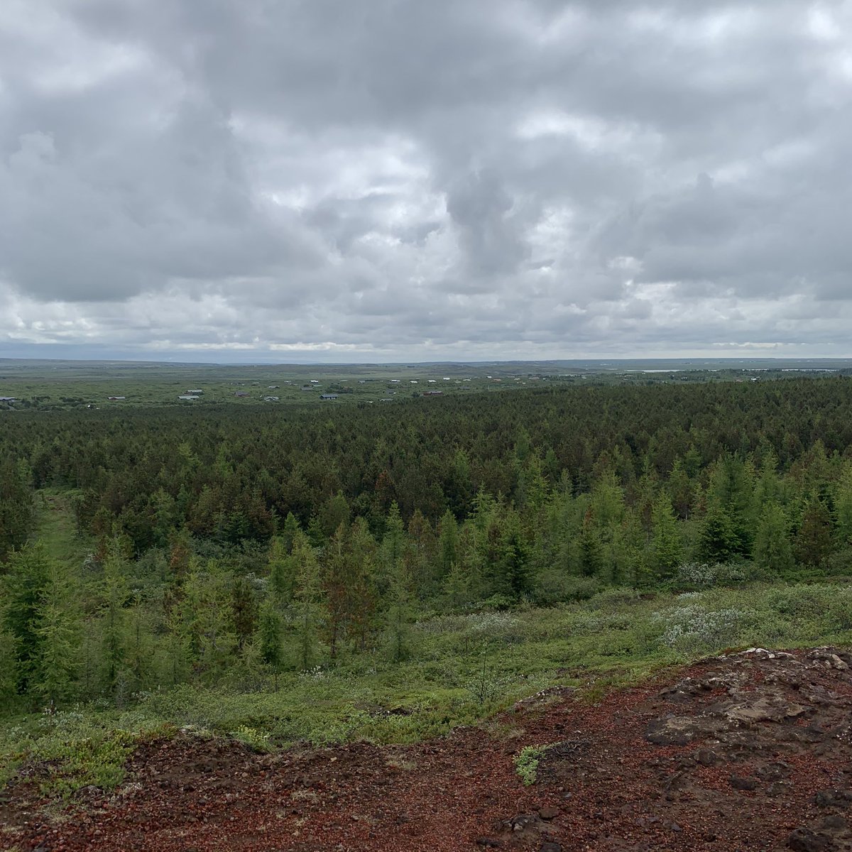 Fák. Szokatlan látvány