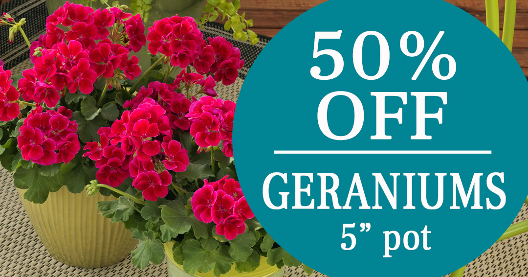 Malmborgs Greenhouse tweet media