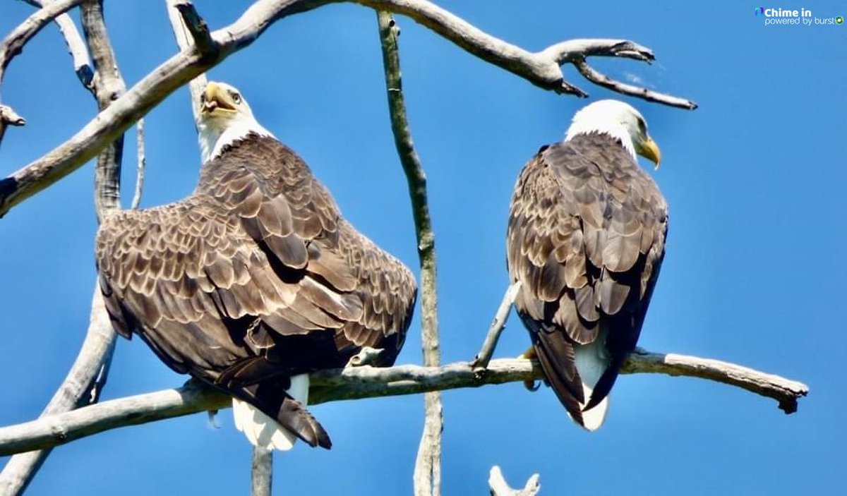 These two bald eagles are perched in a tree overlooking Montezuma