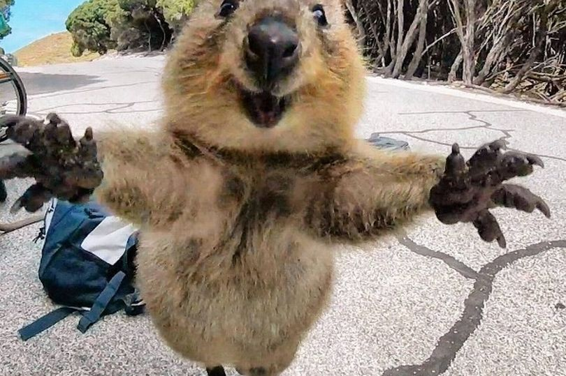 Rationalists = quokkas, this explains a lot about them. Their fear instincts have atrophied. When a quokka sees a predator, he walks right up; when a rationalist talks about human biodiversity on a blog under almost his real name, he doesn't flinch away