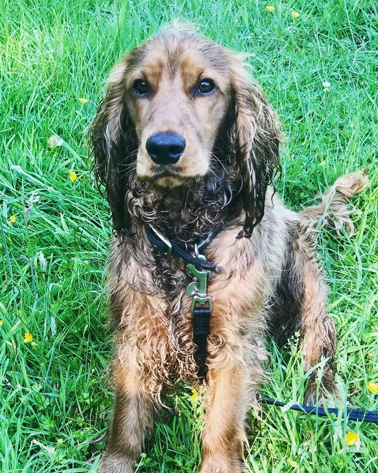 UkDogSchool's tweet photo. Chester demonstrating the ‘roll in wet grass’ method of keeping cool on his early morning beat the heat 121! https://t.co/SrItEKgcM9