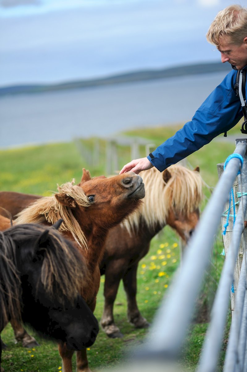 Shetland ponies (especially when chubby)