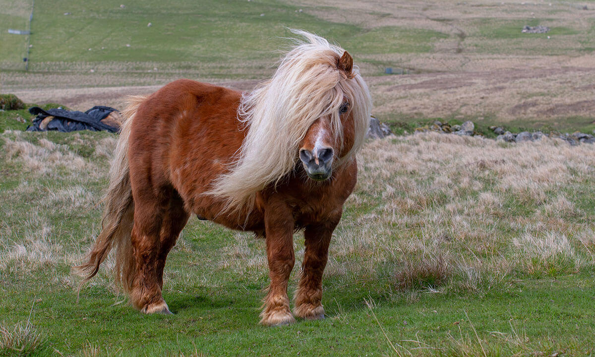 Shetland ponies (especially when chubby)