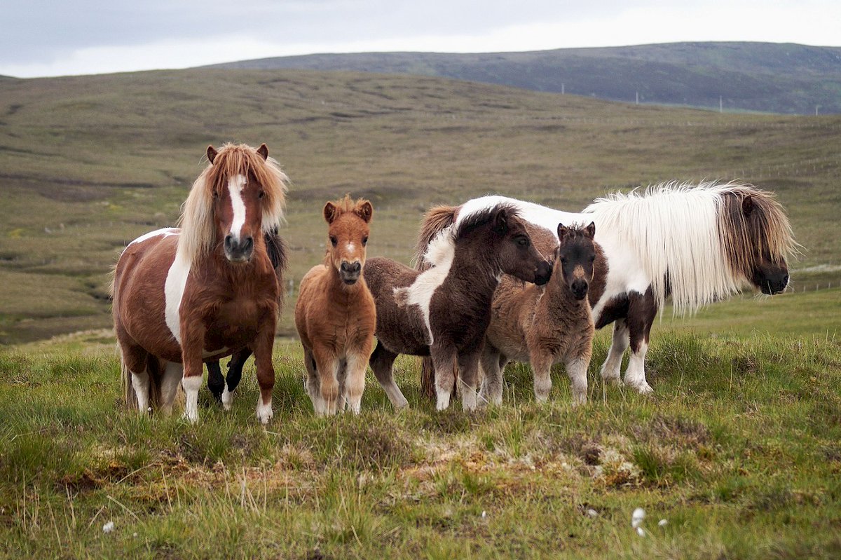 Shetland ponies (especially when chubby)