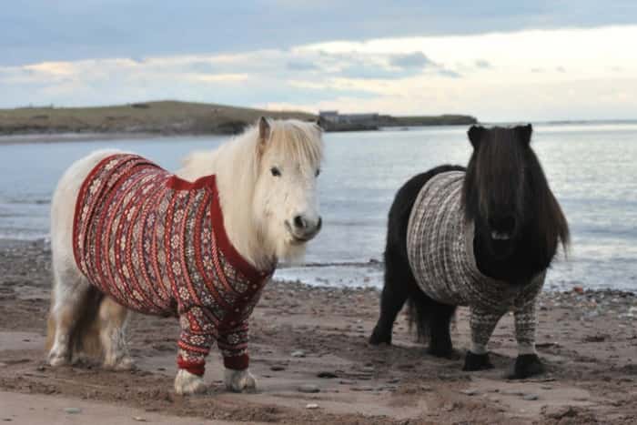 Shetland ponies (especially when chubby)