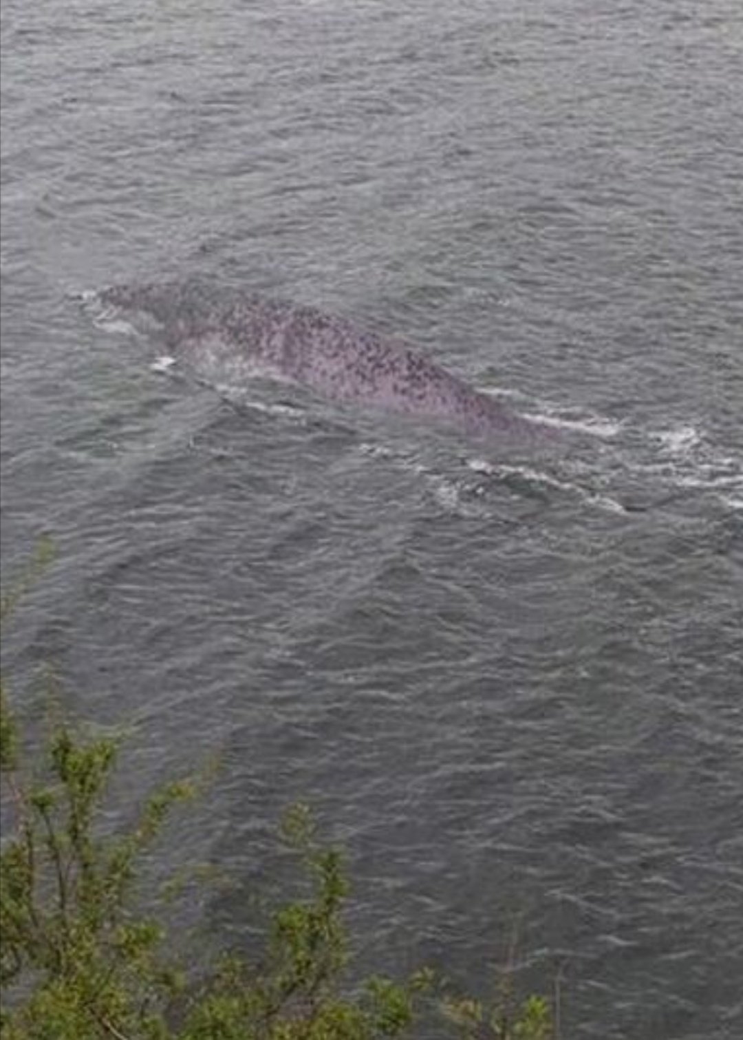 Sakama Twitter पर 怪獣先生岡本はかせが教える これがネス湖の怪物ネッシーの最新特ダネ写真だ ネッシー T Co 2ha6fnpjzu Twitter