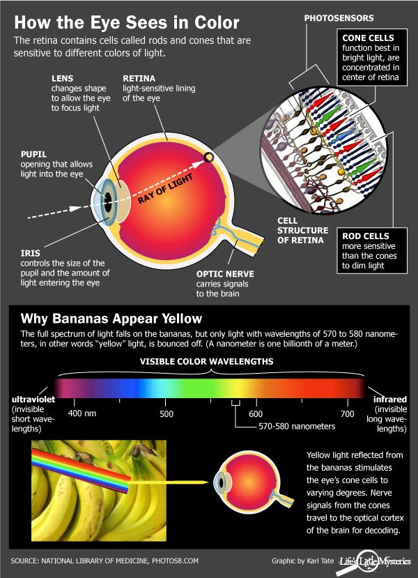 Color is of determined by what portion of the visible light spectrum (~390-700 nm) a material absorbs versus reflects, which determines the range of wavelengths of electromagnetic radiation that hit & stimulate our sensitive retinal photoreceptors. (Image:  @nlm_news)/2