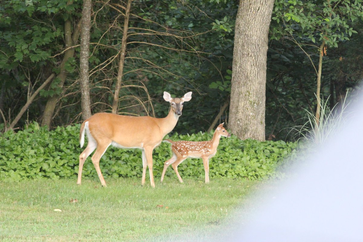 Summer fawns always invoke renewal.