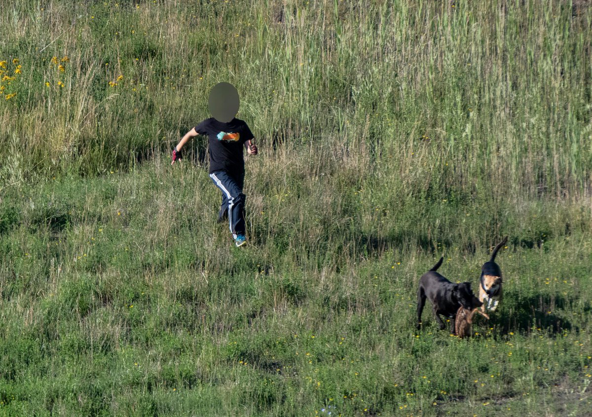 vogelinfo's tweet image. ⚠️Twee loslopende honden kregen één van de reetjes te pakken. Het Natuurhulpcentrum verspreidde deze beelden mét duidelijke boodschap via hun Facebook pagina: "Honden aan de leiband, óók de honden 'die nooit iemand kwaad zouden doen'."⚠️🦮⚠️