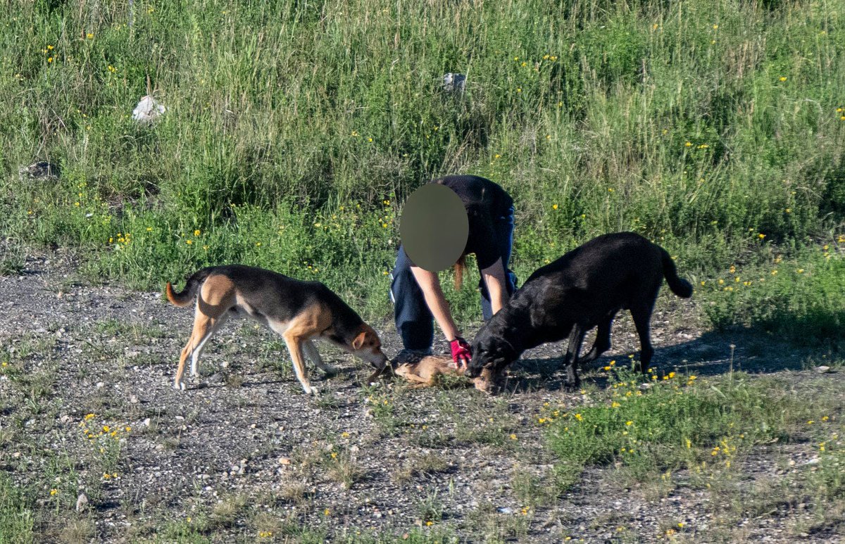 vogelinfo's tweet image. ⚠️Twee loslopende honden kregen één van de reetjes te pakken. Het Natuurhulpcentrum verspreidde deze beelden mét duidelijke boodschap via hun Facebook pagina: "Honden aan de leiband, óók de honden 'die nooit iemand kwaad zouden doen'."⚠️🦮⚠️