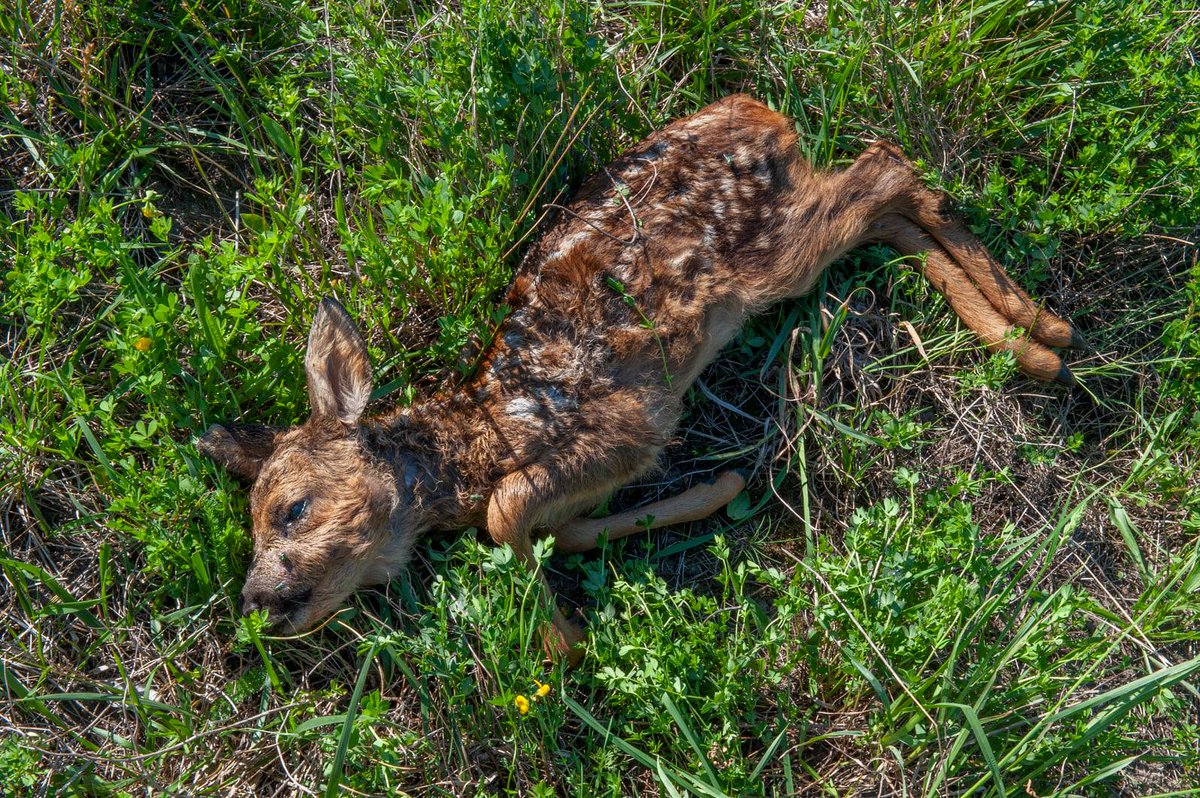 vogelinfo's tweet image. ⚠️Twee loslopende honden kregen één van de reetjes te pakken. Het Natuurhulpcentrum verspreidde deze beelden mét duidelijke boodschap via hun Facebook pagina: "Honden aan de leiband, óók de honden 'die nooit iemand kwaad zouden doen'."⚠️🦮⚠️