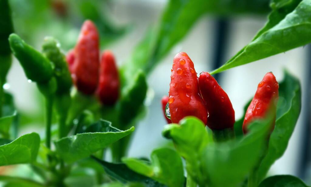 Ik ben gek op experimenten in de keuken! Jij ook? Wat dacht je van 'Leren fermenteren: Hotsauce'? Meer op culinerd.nl//2020/leren-fe…