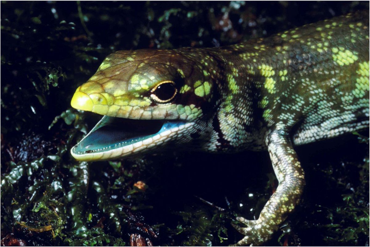 Most mammals have red-looking blood...but not all. The green-blooded skink of New Guinea has hemoglobin yet its blood & muscles are lime-colored due to enormously high concentrations of biliverdin. (The function of this high biliverdin level, lethal to non-skinks, is unknown.)/9