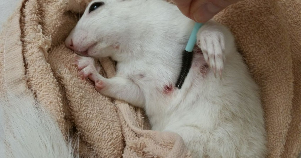 Old mascara wands are saving adorable Appalachian animals | Popular