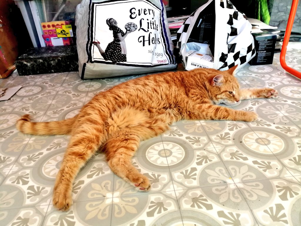 LynneWinThomas's tweet photo. Abandoned working in the attic studio and retreated downstairs (it's 40 degrees up there!). Only when gathering my stuff did I notice the cat poured under the desk. Stinky Kev, what are you thinking?! Go sprawl on the cold kitchen tiles mun! Knobber! #StinkyKev #catsofsplott https://t.co/RVHJPMkJ1Z