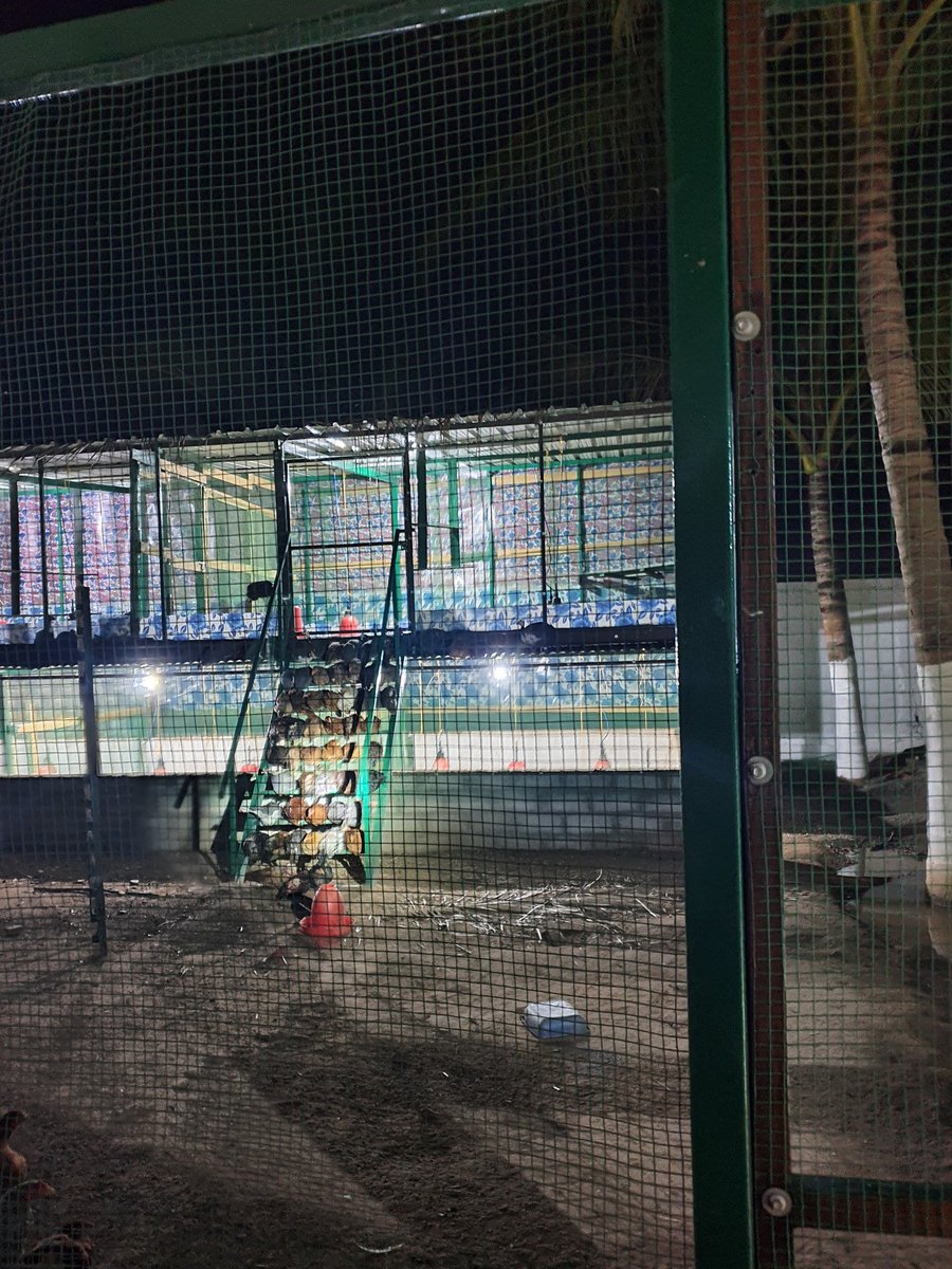 VBNFARMS's tweet image. #CountryChicken #நாட்டுகோழி #NaatuKozhi 
 #VBN #VBNFARMS
#KALLAKURICHI #THIYAGADURGAM #FARMS #கள்ளகுறிச்சி #தியாகதுருகம்