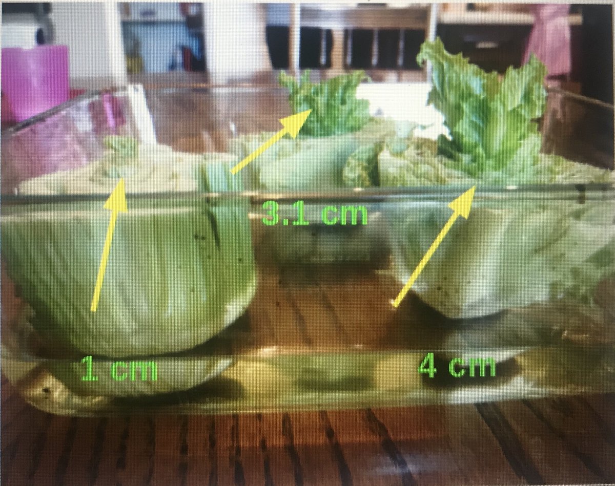 MlleCapano's tweet image. The results are in! 🧑‍🌾A student in my class took the time to write out the purpose, hypothesis, materials, daily observations &amp;amp; conclusion of our science experiment of re-growing vegetables!🌿Future scientist on our hands? Check out his findings!! #grade3fun @AmandaOVeri