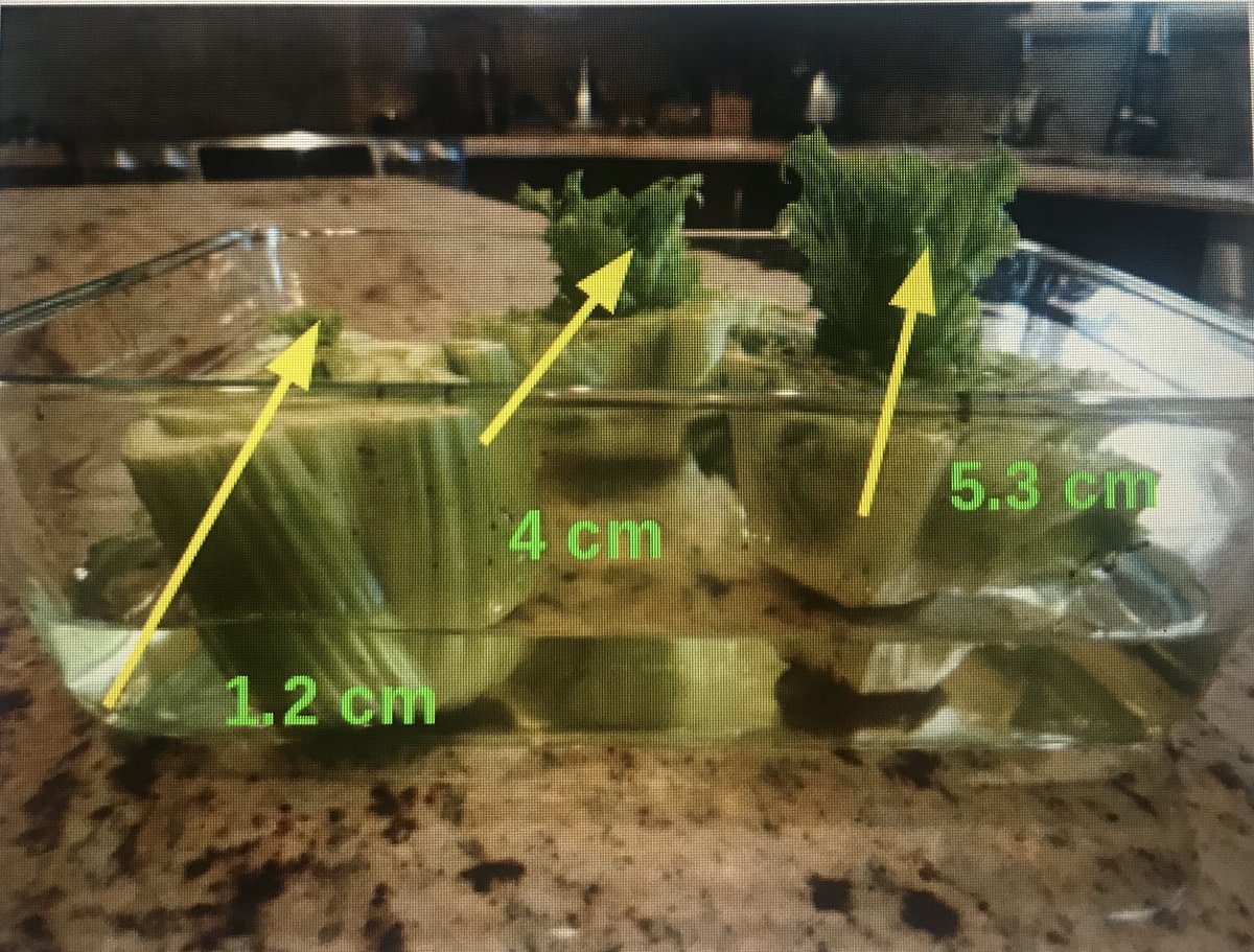 MlleCapano's tweet image. The results are in! 🧑‍🌾A student in my class took the time to write out the purpose, hypothesis, materials, daily observations &amp;amp; conclusion of our science experiment of re-growing vegetables!🌿Future scientist on our hands? Check out his findings!! #grade3fun @AmandaOVeri