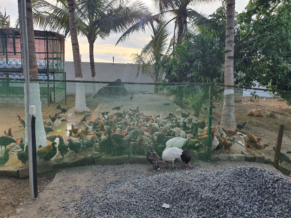 VBNFARMS's tweet image. #CountryChicken #நாட்டுகோழி #NaatuKozhi 
 #VBN #VBNFARMS
#KALLAKURICHI #THIYAGADURGAM #FARMS #கள்ளகுறிச்சி #தியாகதுருகம்