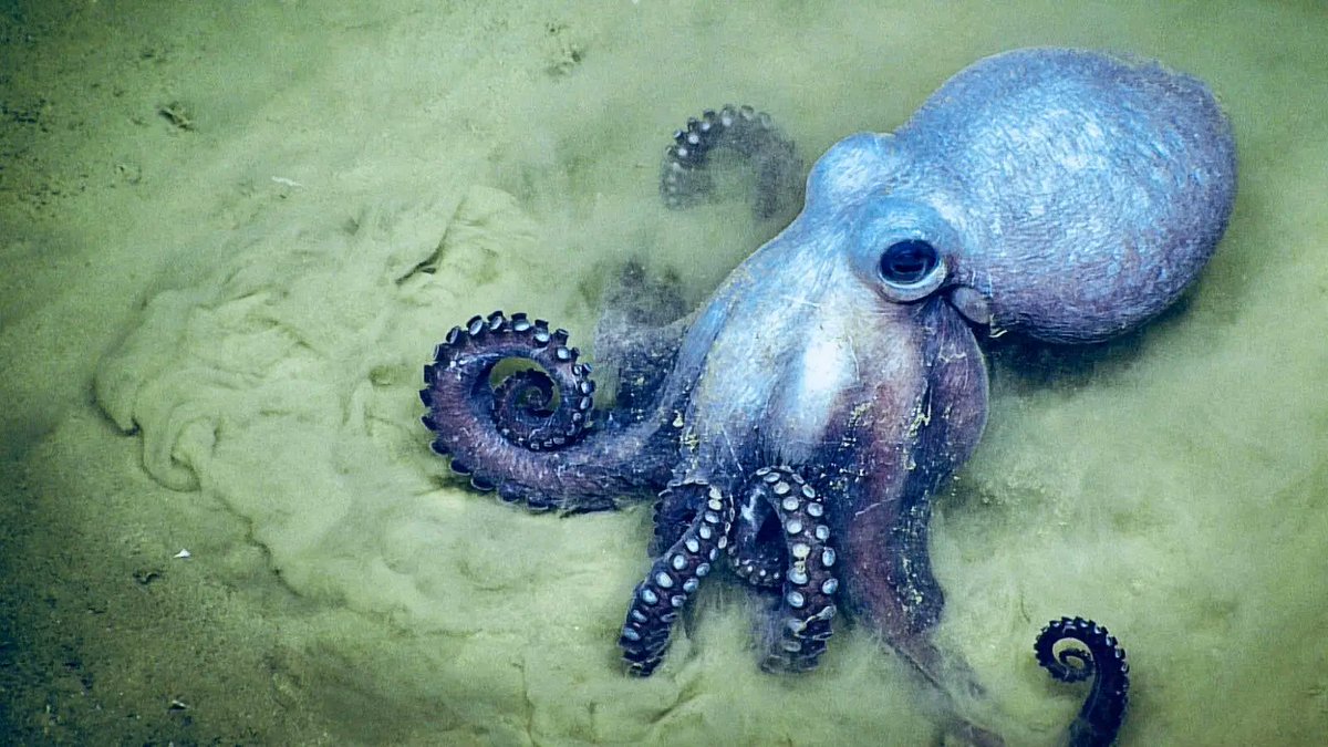 An octopus, in contrast, has genuinely blue blood. Octopi use hemocyanin as a respiratory pigment (so do some other mollusks). Hemocyanin is copper-containing, cell-free, a brilliant sapphire when oxygenated and nearly colorless when deoxygenated. Cool LR image:  @compoundchem /13