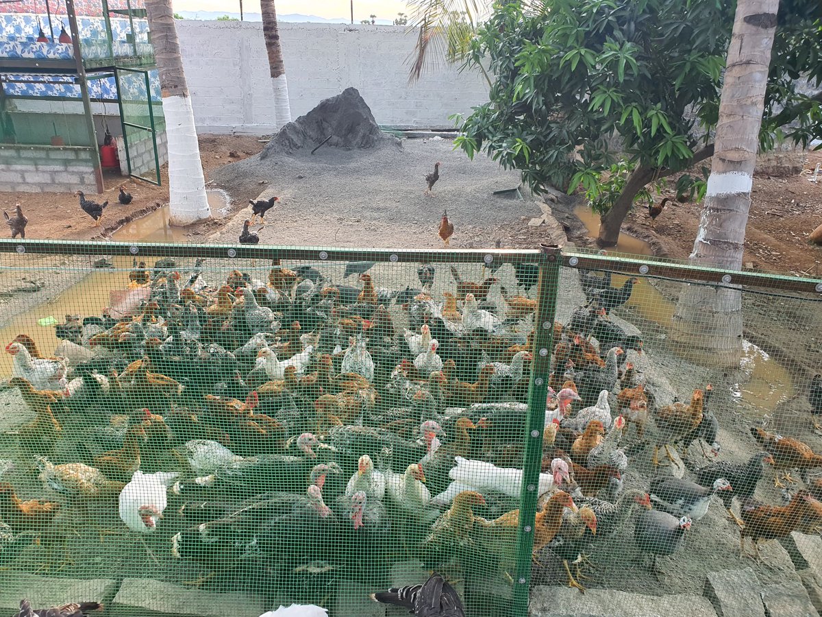 VBNFARMS's tweet image. #CountryChicken #நாட்டுகோழி #NaatuKozhi 
 #VBN #VBNFARMS
#KALLAKURICHI #THIYAGADURGAM #FARMS #கள்ளகுறிச்சி #தியாகதுருகம்