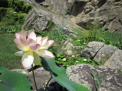 naoko_perugia's tweet photo. #ハス や #睡蓮 の花が咲き 湖の眺めもきれいな水生植物園。先週 #ポルヴェーセ島 を訪ねたときは残念ながら工事中で閉まっていました。#イタリア #ウンブリア #トラジメーノ湖 #FioreDiLoto #Ninfee #IsolaPolvese #PolveseIsland #LagoTrasimeno #Trasimeno #Umbria #Italy https://t.co/jV1XxCH8ED https://t.co/JqZuixG5SC