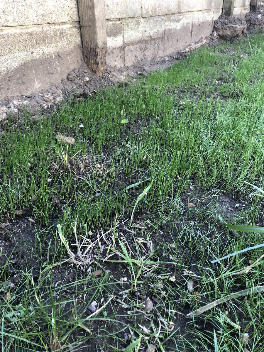 I spend every night watering my garden. I’m fucking buzzed 😝 grew this all from seed 🤣 I’ll have nice grass soon #lockdownmeltdown