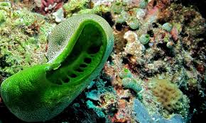 The sea squirt and a few related marine organisms have yet another kind of pigment in their “blood”: vanabin, a vanadium-binding metalloprotein that can be green, blue, or orange and circulates in a cell called a vanadocyte. Not entirely clear what it does./15