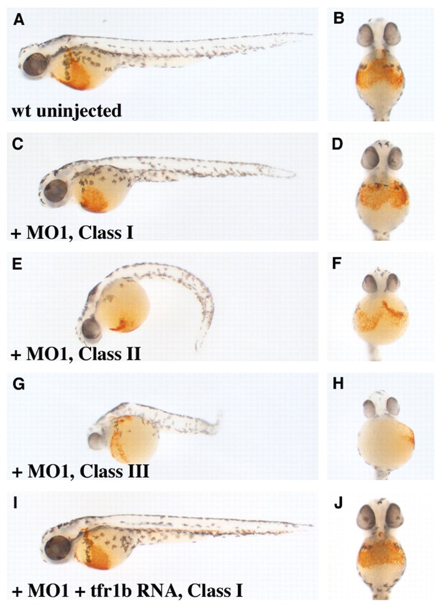  @leonard_zon  @BostonChildrens bestows wine-inspired names on the pale mutant zebrafish his lab uses to study hematopoiesis, including Shiraz, Sauternes, Chianti (depicted L), & Zinfandel. These anemic fish make don't measure up to a deep red Burgundy or Brunello di Montalcino./16