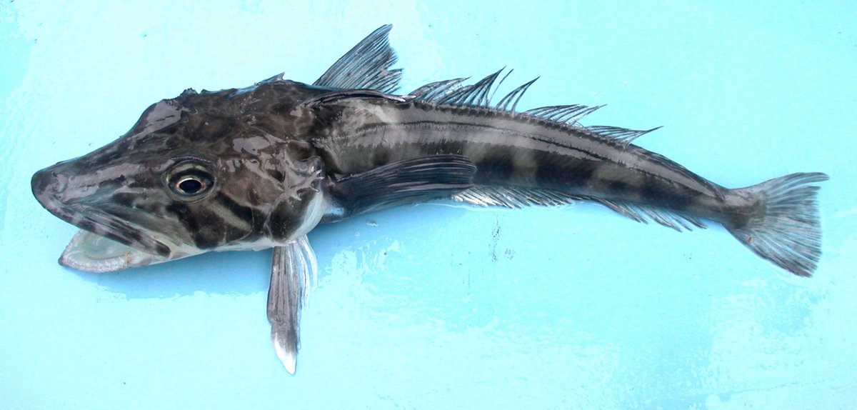 The ocellated Antarctic icefish, a scaleless organism that lives only in the frigid Southern Ocean, has clear-colored blood without hemoglobin or hemocyanin. Cold water can hold a higher dissolved concentration of O2 than warm, so icefish apparently get enough O2 by diffusion./17