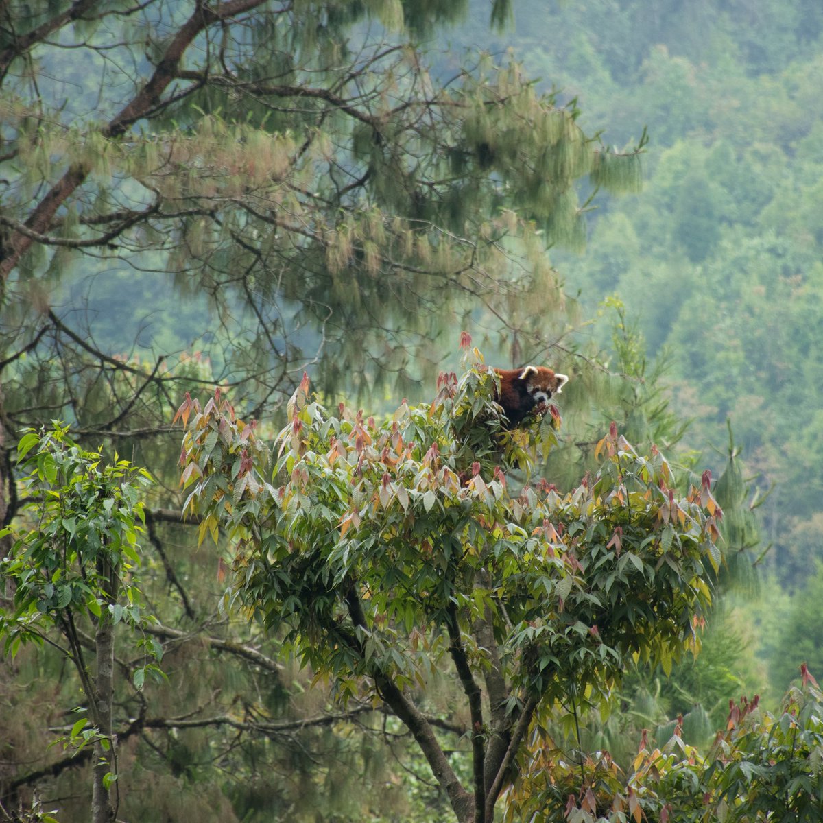 Chapter 17 #written by me
In #ancient time, the Himalayan #redpanda actually originated from the Central Nepal to Sikkim Kingdom (Now State of #India) &amp; then in Bhutan.
Read More at : bit.ly/2BD5Nbq
Photo by Kiran &amp; Pallavi
Instagram.com/explorewithkir…
#wildlifeindia