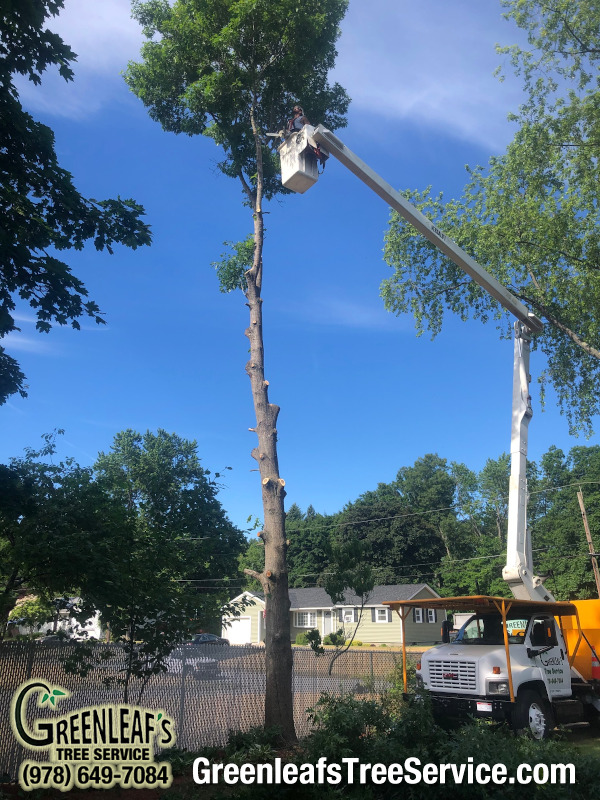 GreenleafsTree's tweet image. The crew removed this oak tree to provide more light to this lawn in Chelmsford.MA  
 #ChelmsfordMA #treeservice #bucketwork greenleafstreeservice.com/tree-service-a…