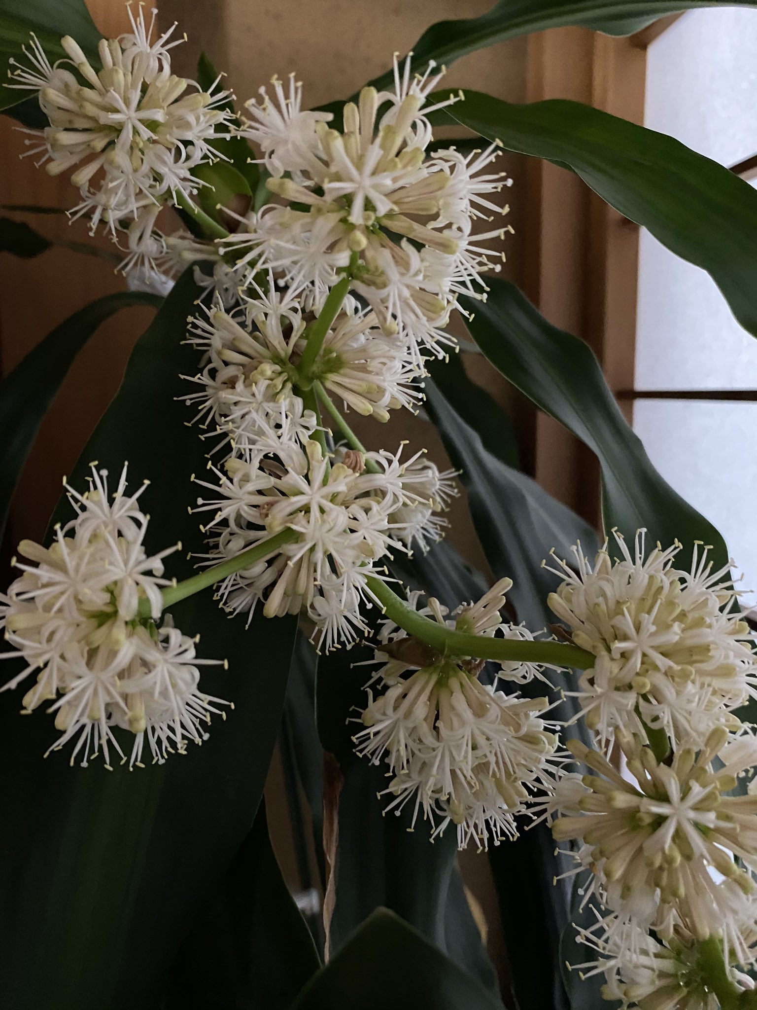 やまりん 驚くほど すごい香りです 先日アップした 幸福の木の花は蕾だったみたいです 今日 花火のように放射線状に開きました 数十年に一度しか咲かない 開運 金運 を呼び縁起が良いらしいです 幸福の木 幸福の木の花 幸運 財運