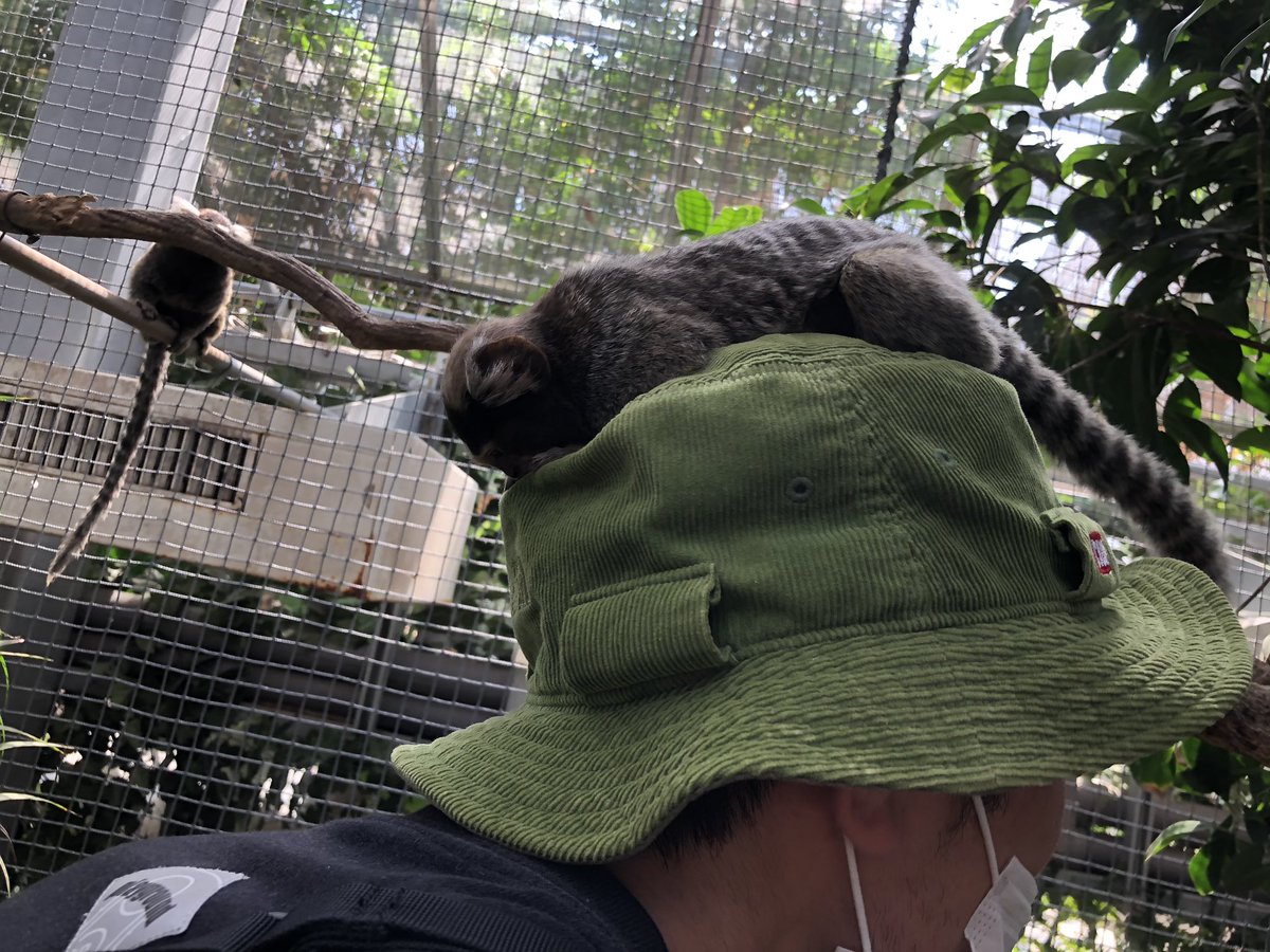 INA_WIZARD's tweet photo. 猿手懐けた🐒 https://t.co/41PZz885Je