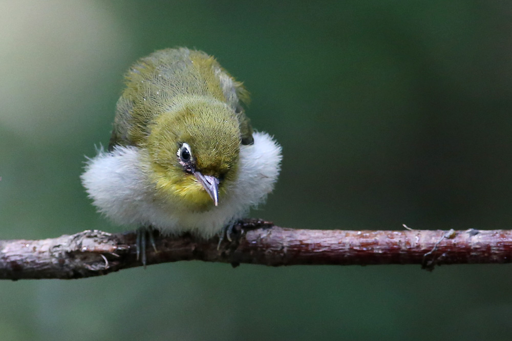 ヤマセミボーイ ふわふわ毛玉なメジロちゃん もういい メジロ専属のカメラマンになります メジロは裏切らない いつでも可愛い ちゅ したい メジロ 野鳥写真 T Co Audqmvanea Twitter