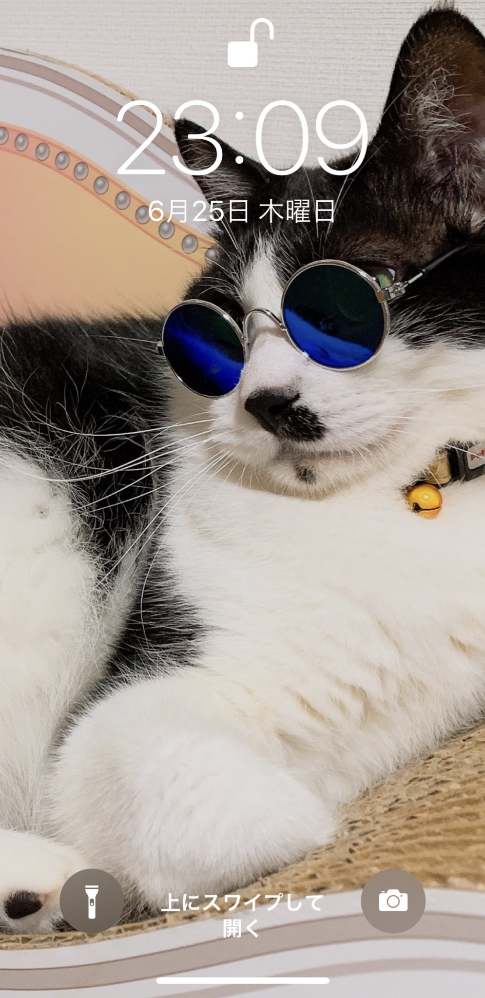 ｸﾞﾝﾁｬﾝ Twitterren ソラちゃんイケメンすぎて壁紙にした ダイソー ペット用サングラス T Co Henkxznak9 Twitter