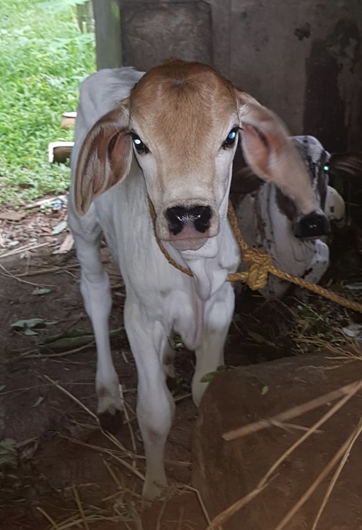 ShyamAruna's tweet photo. Our concrege breed cow gave birth to calf and she is so cute!..we maintain concrage, ongol &amp; gheer breed in our farm only because of love ,affection and devotion for native cow progeny and not for any profit #SaveCow #DesiGhai Inspired @SriSamsthana @Shankaracarya36 @gouswarga https://t.co/b6vuYozLbq
