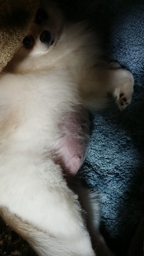 Snowbern犬舎 チャコとヤッコのお腹比べ 約54日目位です ２匹と四４匹でこんなにも膨らみ方が違うんですねぇ 明日レントゲン撮りに行ってきます ポメラニアン 犬のいる暮らし 犬好きな人と繋がりたい 多頭飼い いぬのいる暮らし 妊娠