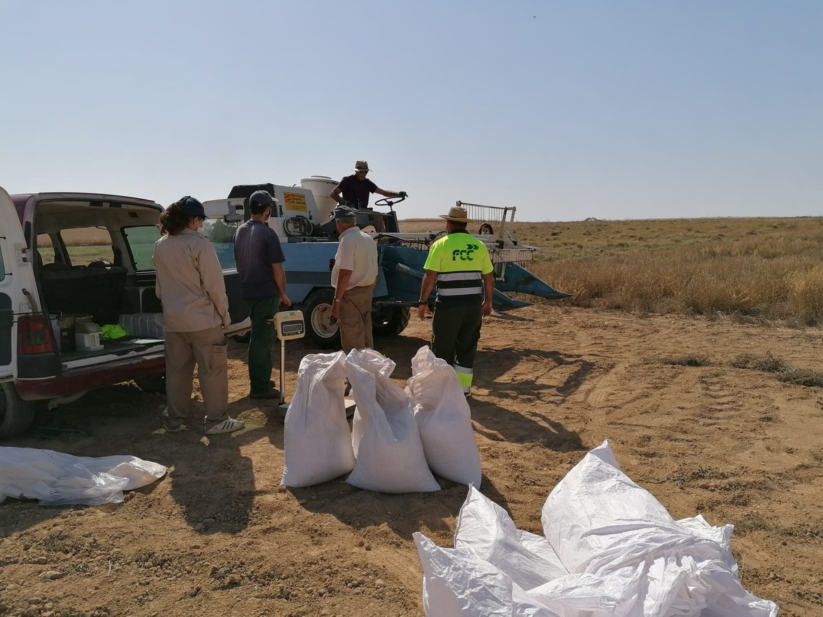 🗣️Sabías que cada aragonés come de media 1,58 kilos de garbanzos al año y que España importa el 75% de lo que consume❓
Hoy hemos comenzado a cosechar las 2⃣4⃣ microparcelas de garbanzo en secanos de <a href="/coopdezuera/">Cooperativa de Zuera</a>. Todo un gusto 😋

#DelaGranjaAlaMesa #ComparteElSecreto #RedArax